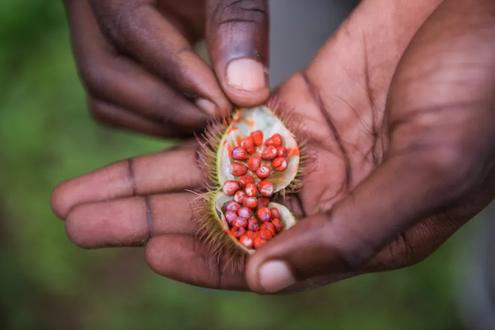 Hands holding an open annatto pod with bright red seeds on a Zanzibar spice farm tour.